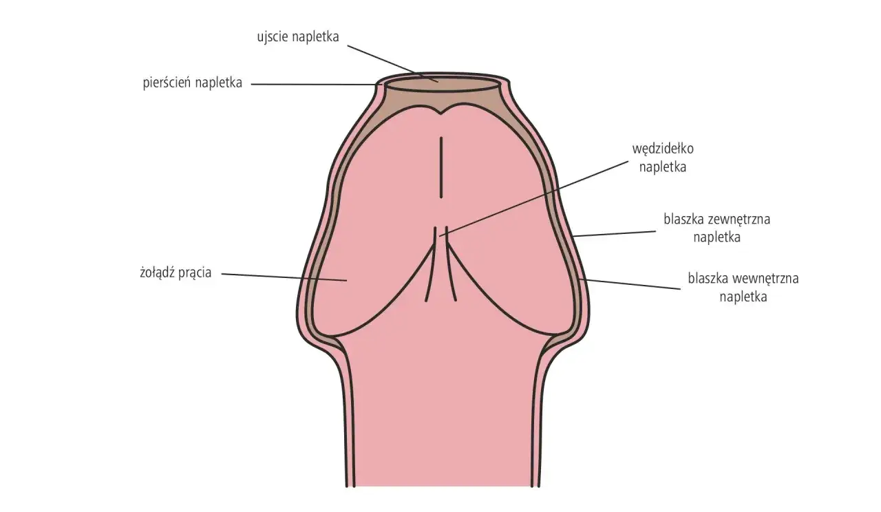 Zdjęcie Jak wygląda napletek u dziecka? Normalne cechy i problemy zdrowotne