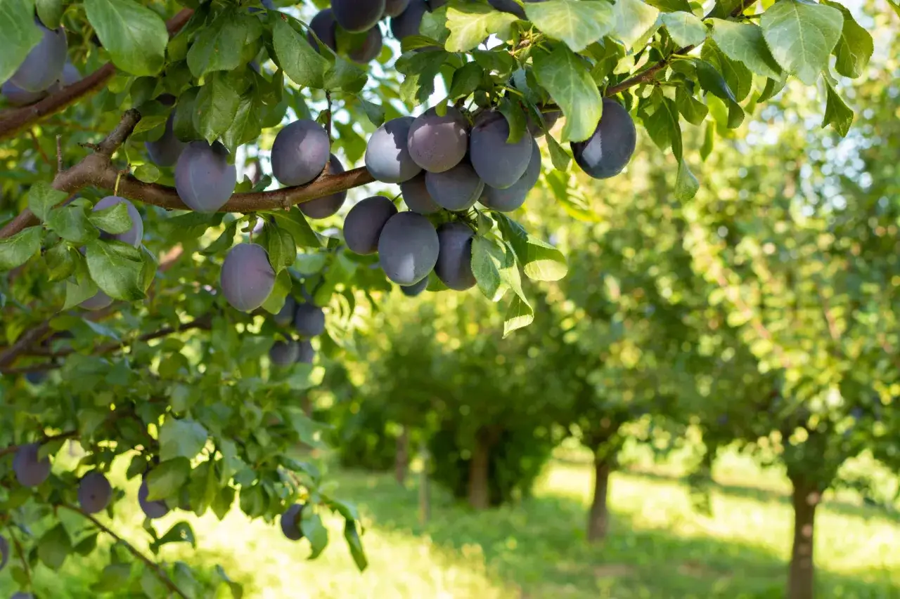 Zdjęcie Jak przycinać śliwy film - skuteczne techniki na zdrowe drzewo