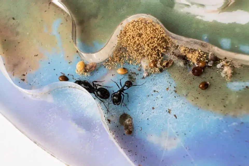 Zdjęcie Jak rozmnażają się mrówki? Sekrety ich fascynującego cyklu życia