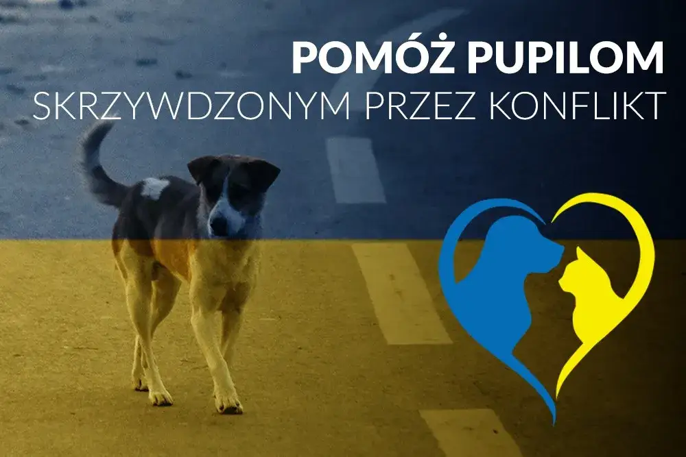 Zdjęcie Psy z Ukrainy do adopcji: Twój dom może być ich schronieniem?