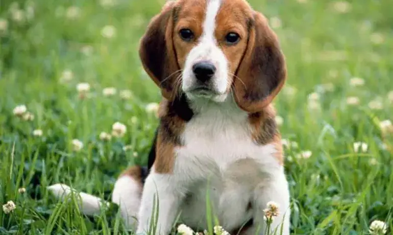 Zdjęcie Czy beagle gubią sierść? Odkryj, jak zminimalizować linienie