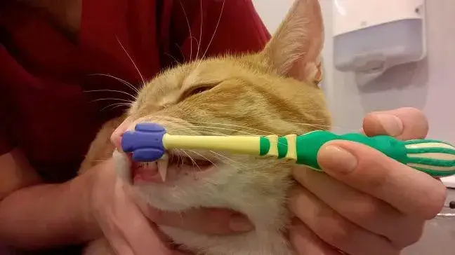 Zdjęcie Jak czyścić kotu zęby: proste metody na zdrowe zęby i dziąsła