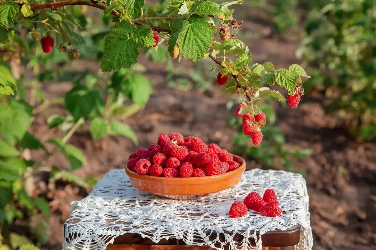 Zdjęcie Kiedy sadzić maliny do gruntu, aby uniknąć problemów z plonami?