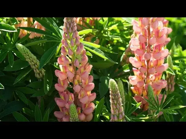 Zdjęcie Kiedy sadzić kłącza łubinu, aby uniknąć błędów w uprawie?