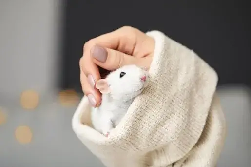 Zdjęcie Jak wytresować szczura: skuteczne metody i najczęstsze wyzwania