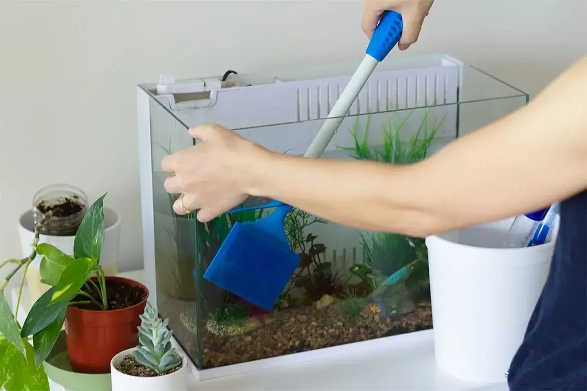 Zdjęcie Czym myć akwarium? Skuteczne metody i bezpieczne środki