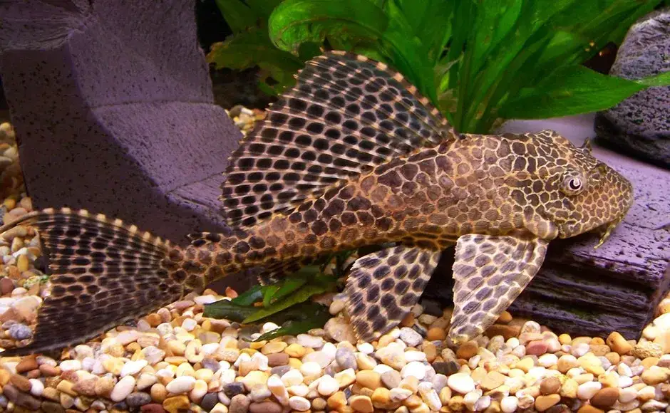 Zdjęcie Co ile glonojad składa ikrę? Odkryj sekrety ich rozmnażania