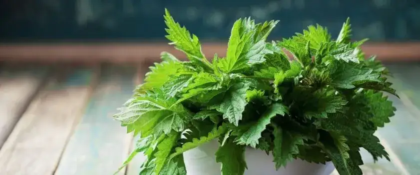 Zdjęcie Czy pokrzywa obniża cholesterol? Odkryj jej niezwykłe właściwości