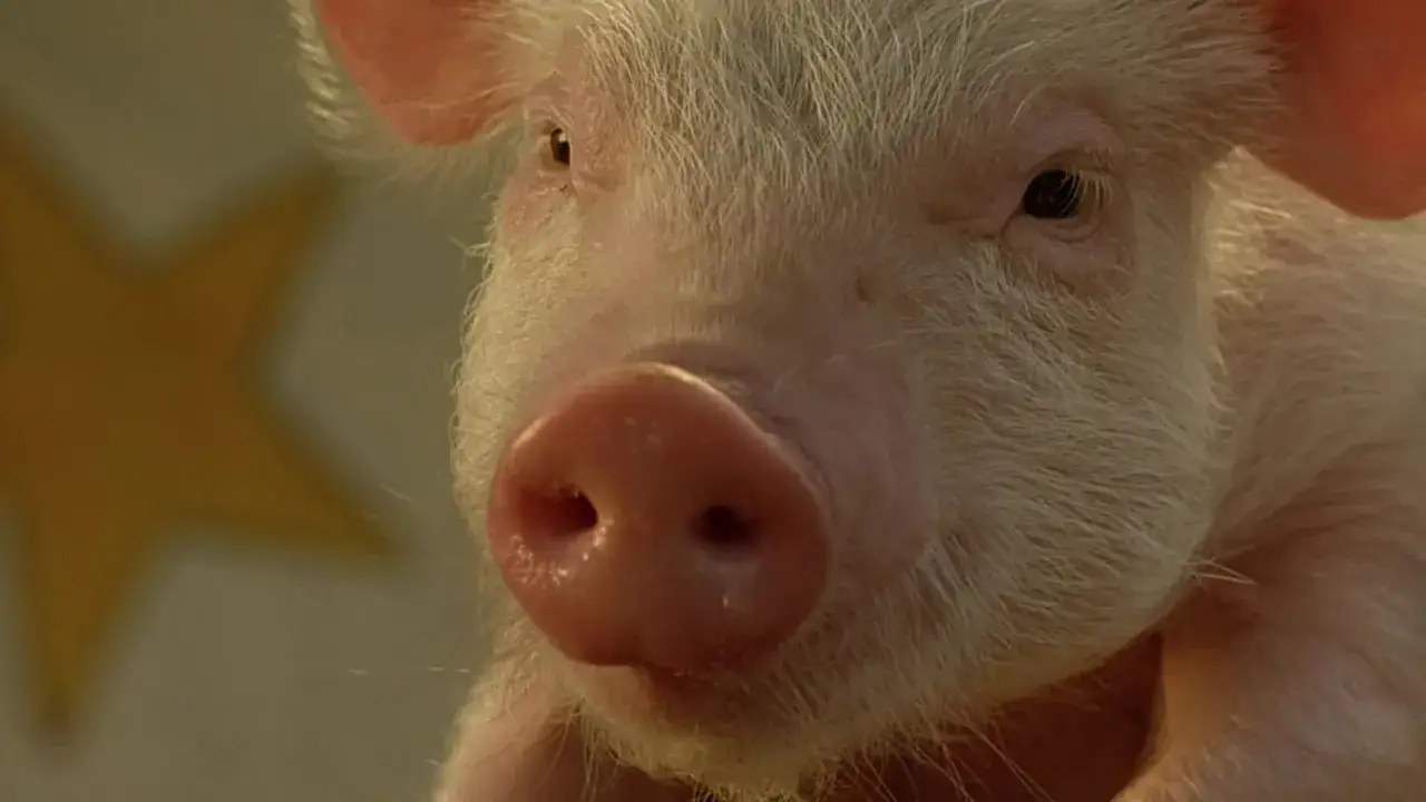 Zdjęcie Film "Świnki" - pełna recenzja niezwykłego filmu o miłości i przemijaniu.