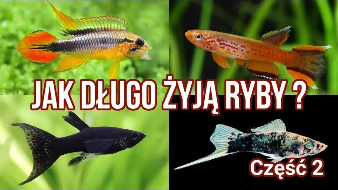 Zdjęcie Ile żyją rybki akwariowe? Odkryj sekrety ich długowieczności