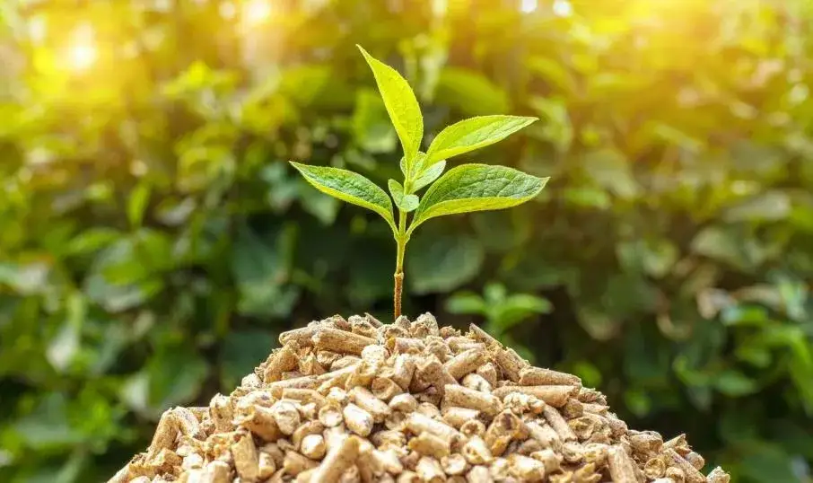 Zdjęcie Popiół z pelletu pod jakie rośliny - Naturalny nawóz, który zachwyca wynikami