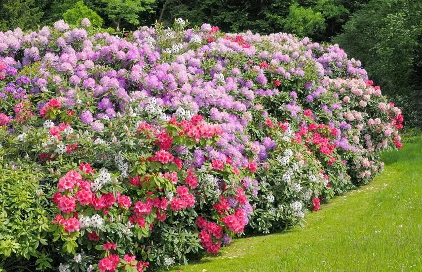 Zdjęcie Jakie rośliny posadzić obok rododendronów, aby stworzyć piękne aranżacje?