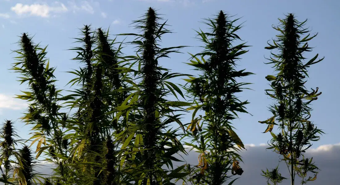 Zdjęcie Ile można zarobić na uprawie konopii? Sprawdź realne zyski!