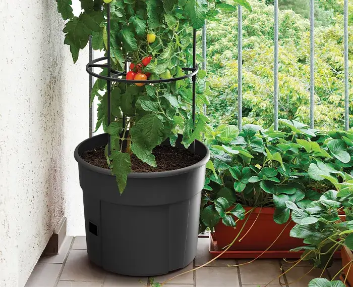 Zdjęcie Jaką donicę do pomidorów wybrać, aby uniknąć problemów w uprawie?