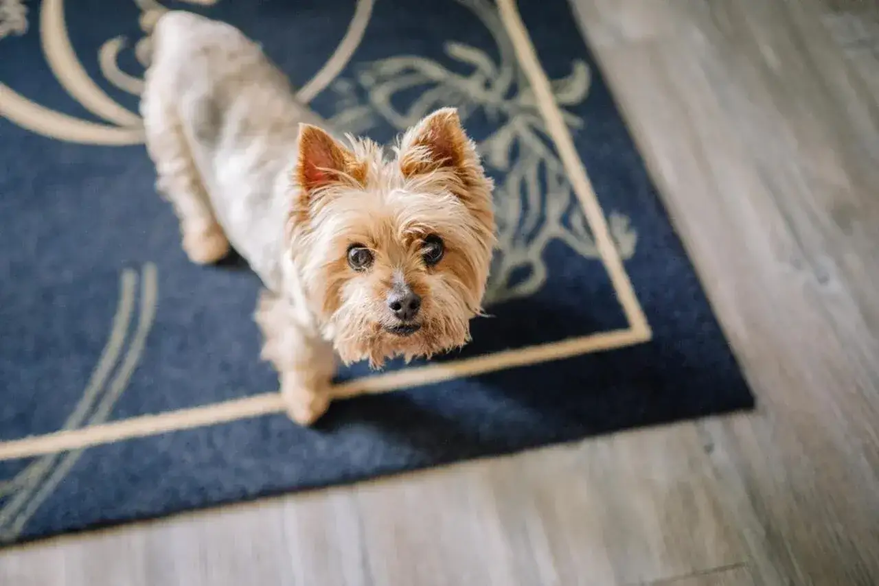 Zdjęcie Jaką karmę dla psa wybrać, aby zapewnić mu zdrowie i szczęście?