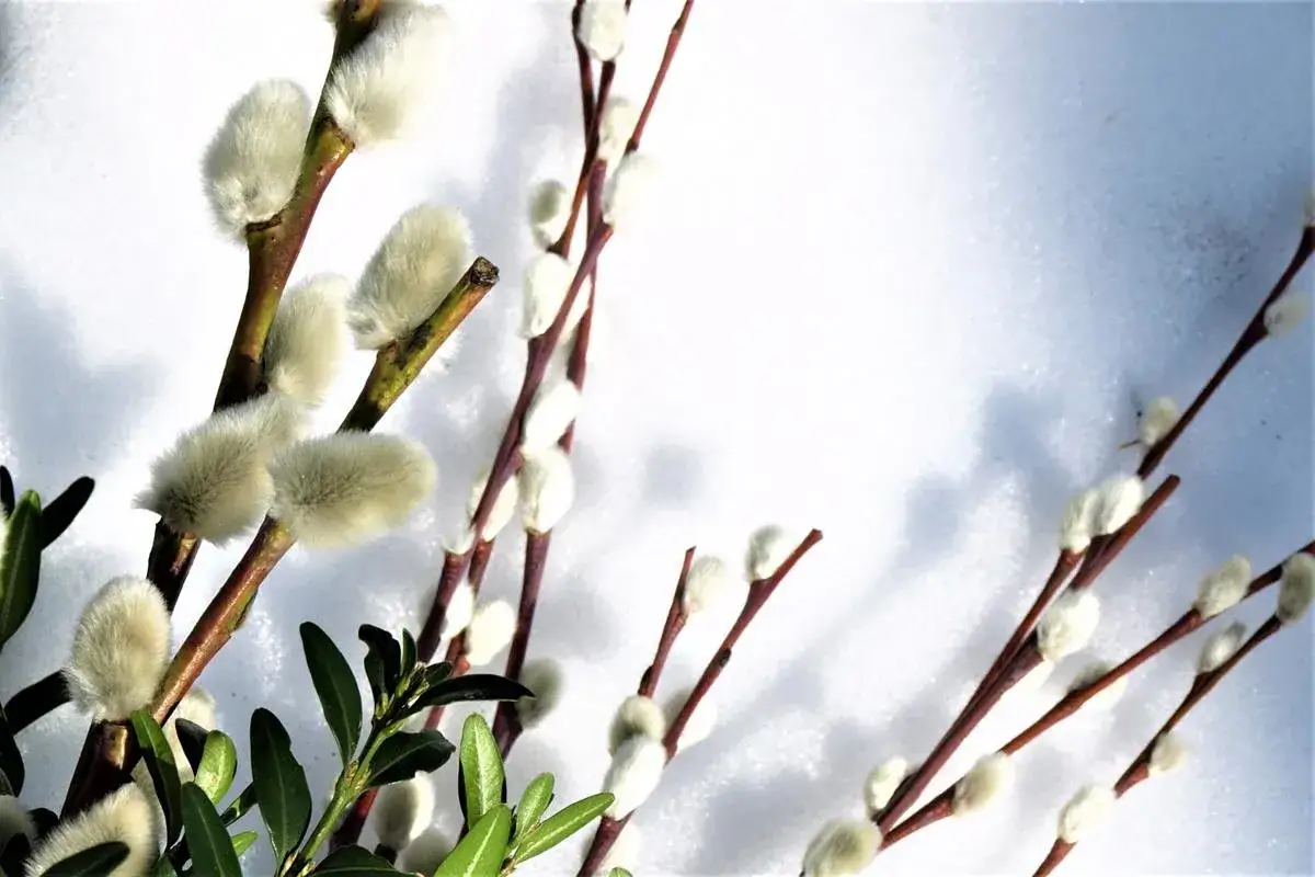 Zdjęcie Bazie kotki na jakim drzewie? Odkryj, gdzie je znaleźć i kiedy kwitną