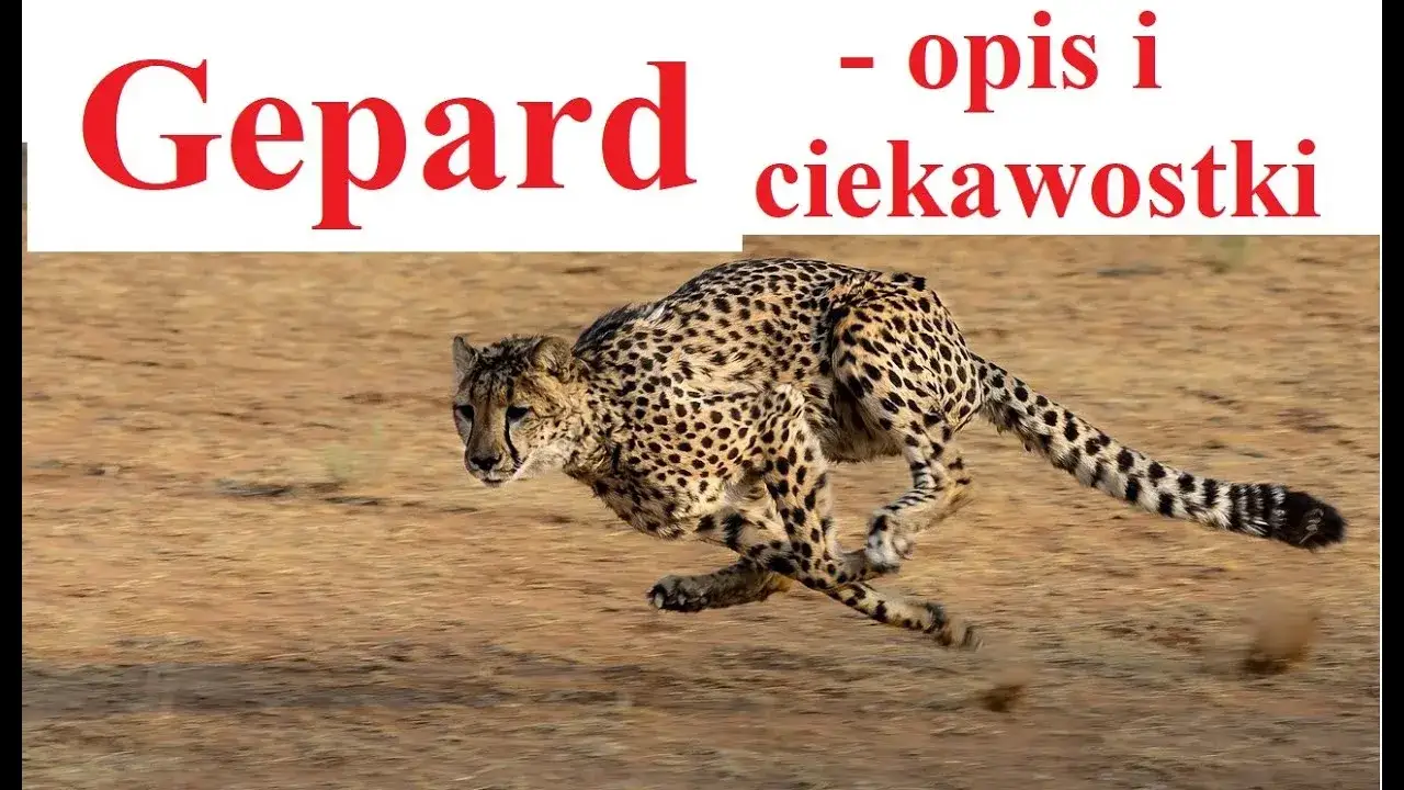 Zdjęcie Z jaką prędkością biega gepard? Odkryj jego niesamowite możliwości