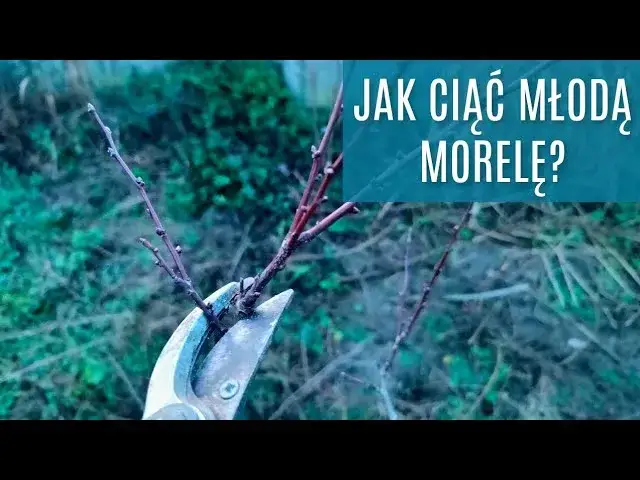 Zdjęcie Kiedy i jak przycinać morele, aby uniknąć błędów i uzyskać plony