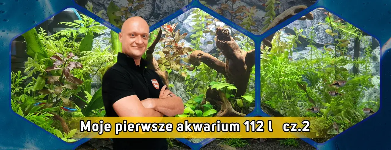 Zdjęcie Jak urządzić akwarium 112l - uniknij najczęstszych błędów w aranżacji