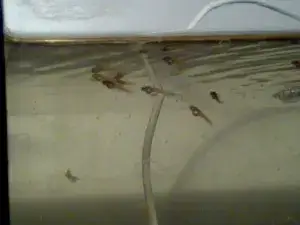 Zdjęcie Jak często rozmnażają się gupiki? Poznaj ich cykl życia i więcej informacji