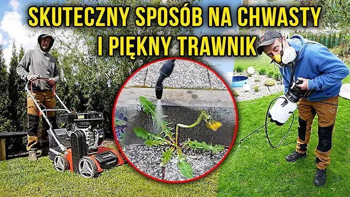 Zdjęcie Jak skutecznie zwalczyć trawicę chwast i chronić plony przed stratami