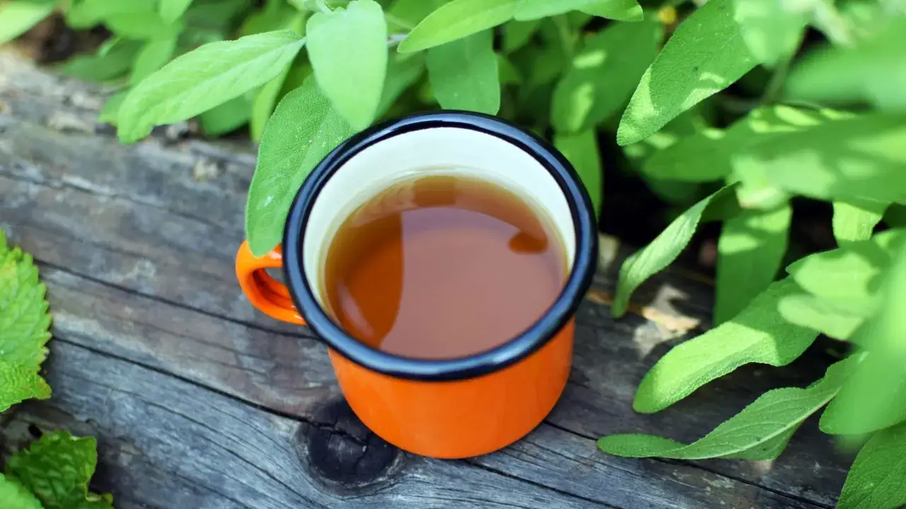 Zdjęcie Jak zrobić napar z szałwii - proste przepisy i zdrowotne korzyści