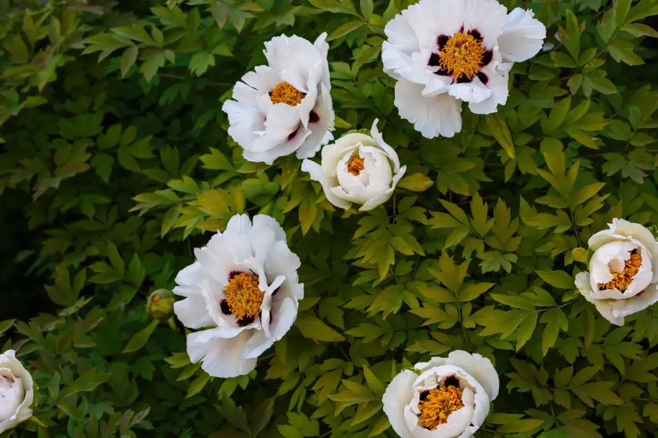 Zdjęcie Kiedy jest sezon na peonie? Sprawdź, kiedy najlepiej je kupić