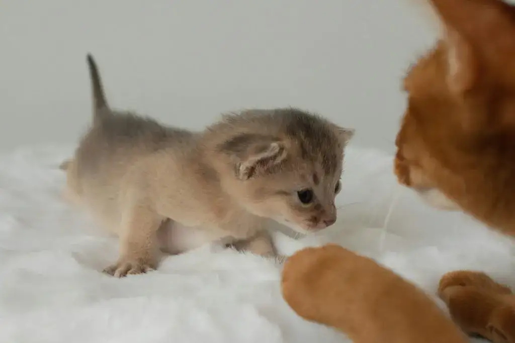 Zdjęcie Czy półroczna kotka może być w ciąży? Poznaj ryzyko i konsekwencje