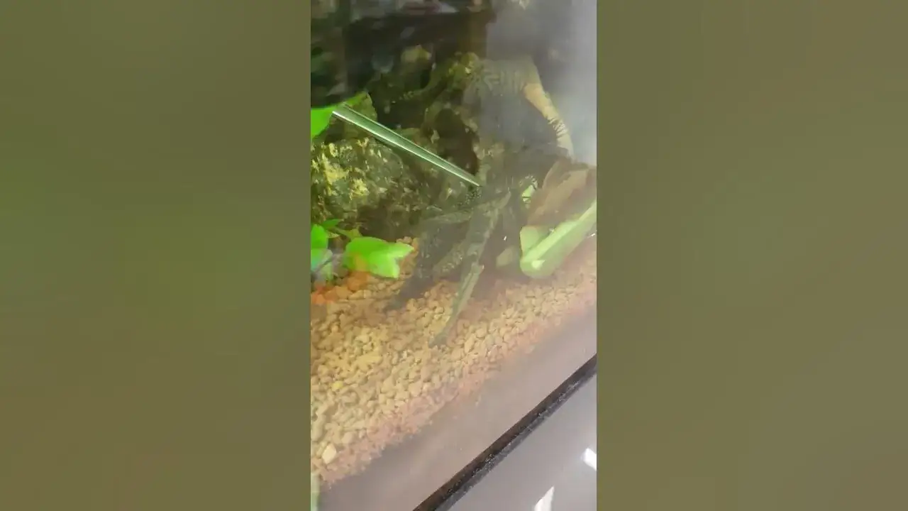 Zdjęcie Ile glonojadów do akwarium 60l? Sprawdź, jak uniknąć błędów