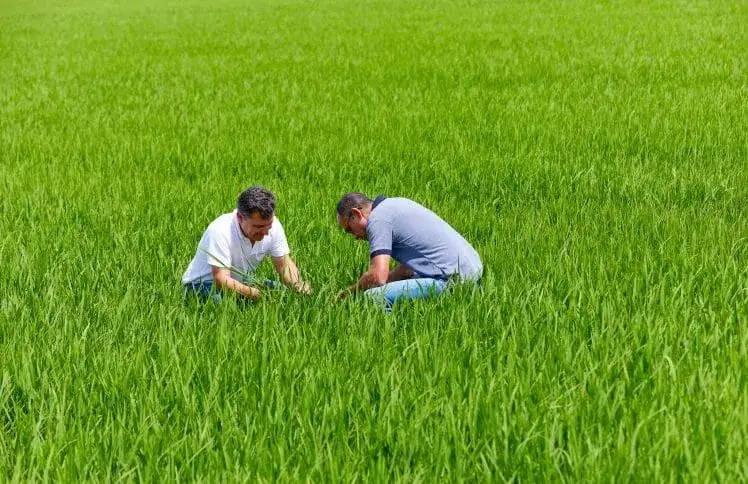 Zdjęcie Jaki nawóz na łąkę? Odkryj najlepsze sposoby na zdrową roślinność