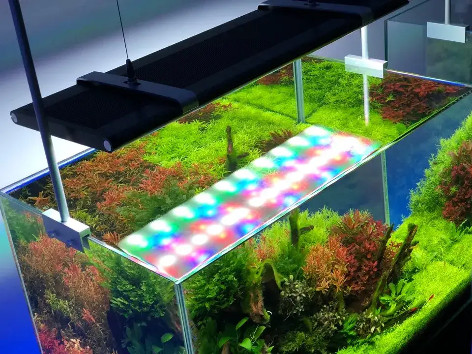 Zdjęcie Jakie oświetlenie do akwarium 54l zapewni zdrowe rośliny i ryby?