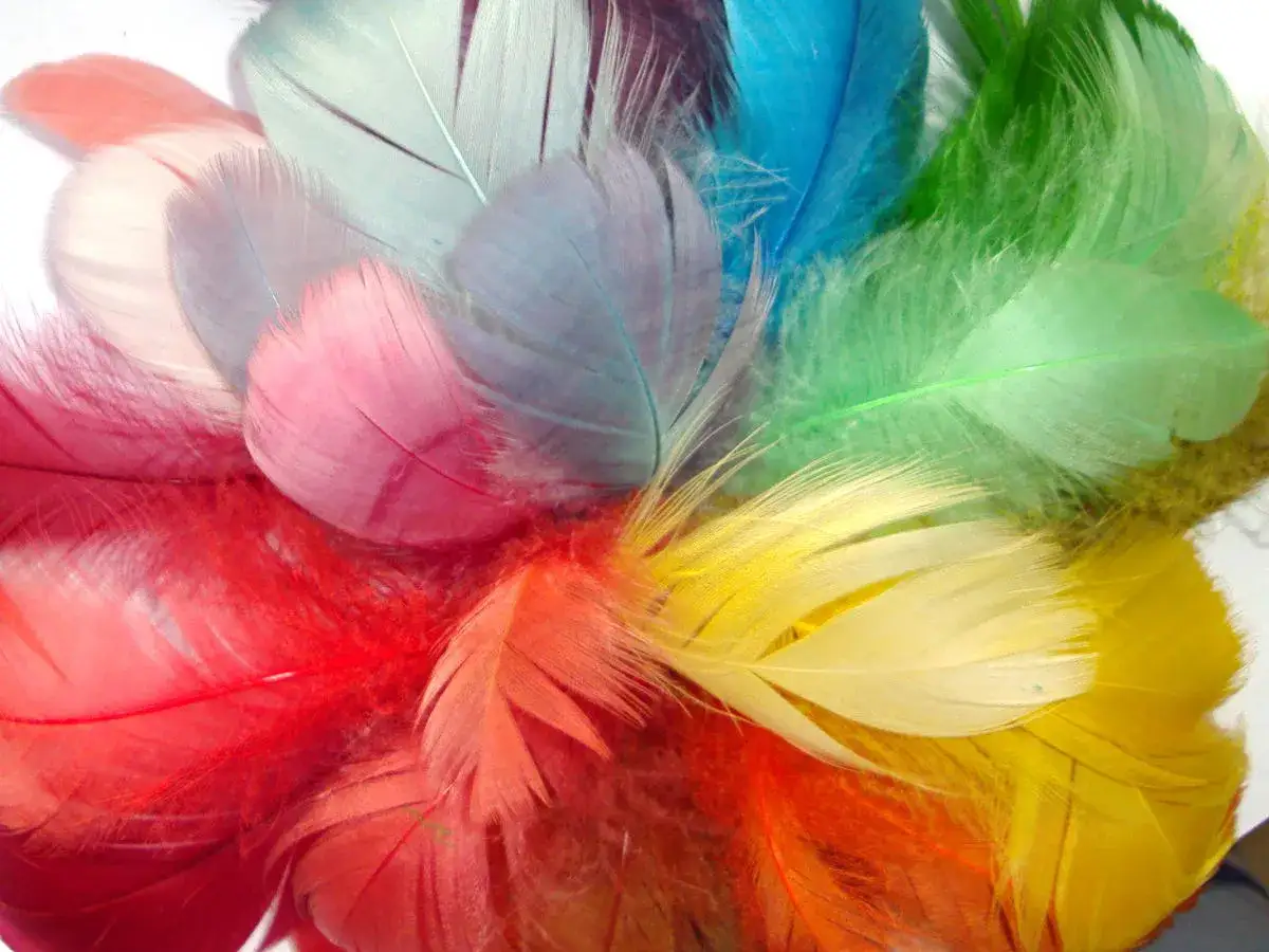 Zdjęcie Gdzie kupić piórka dekoracyjne? Najlepsze miejsca i oferty
