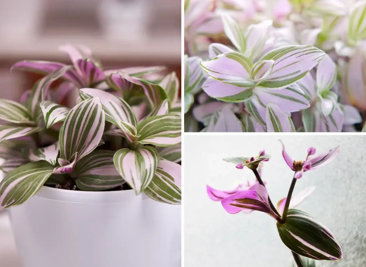 Zdjęcie Jak kwitnie trzykrotka? Odkryj sekrety jej pięknych kwiatów