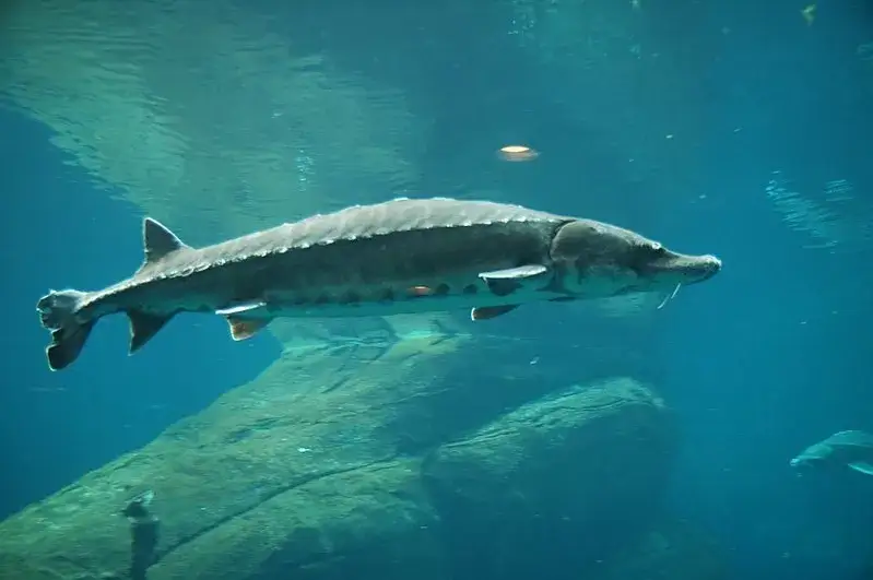 Zdjęcie Czym żywi się jesiotr? Odkryj sekrety jego diety w naturze i hodowli