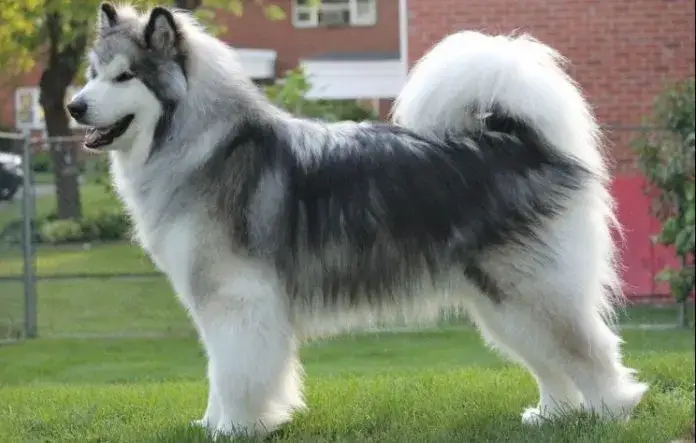 Zdjęcie Czy husky jest agresywny? Prawda o temperamentie i zachowaniu tej rasy