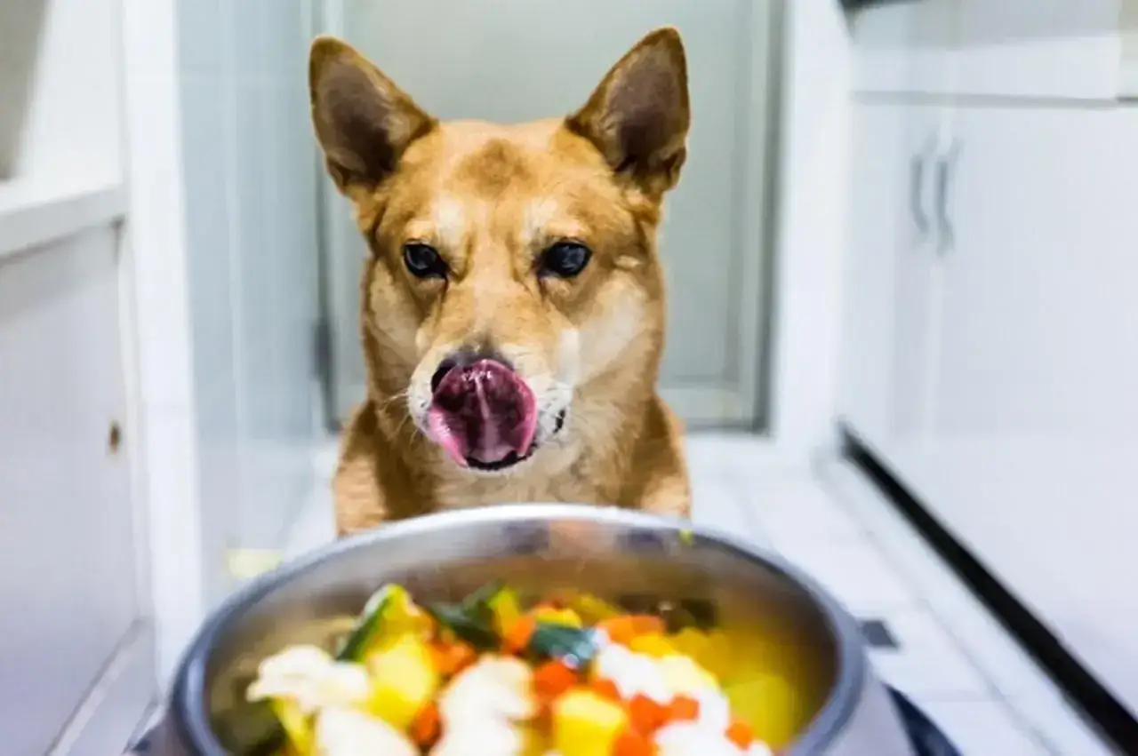 Zdjęcie Gotowana wieprzowina dla psa: zdrowe przepisy i bezpieczne metody gotowania