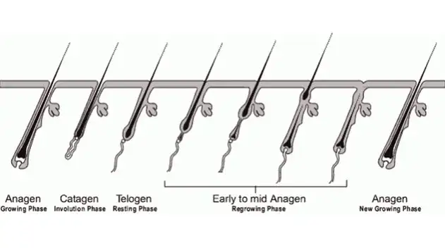 Zdjęcie Jak długo rośnie rzęsa? Poznaj tajemnice ich wzrostu i cyklu życia