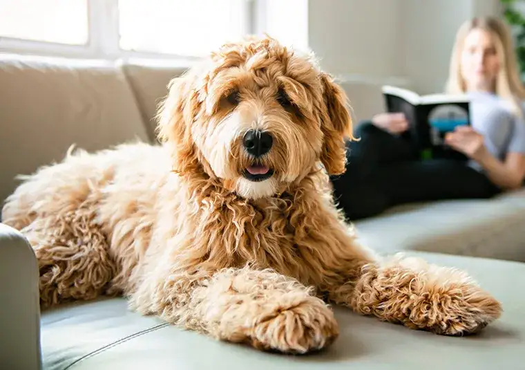 Zdjęcie Jaki pies do mieszkania w bloku? Oto rasy, które nie sprawią kłopotów