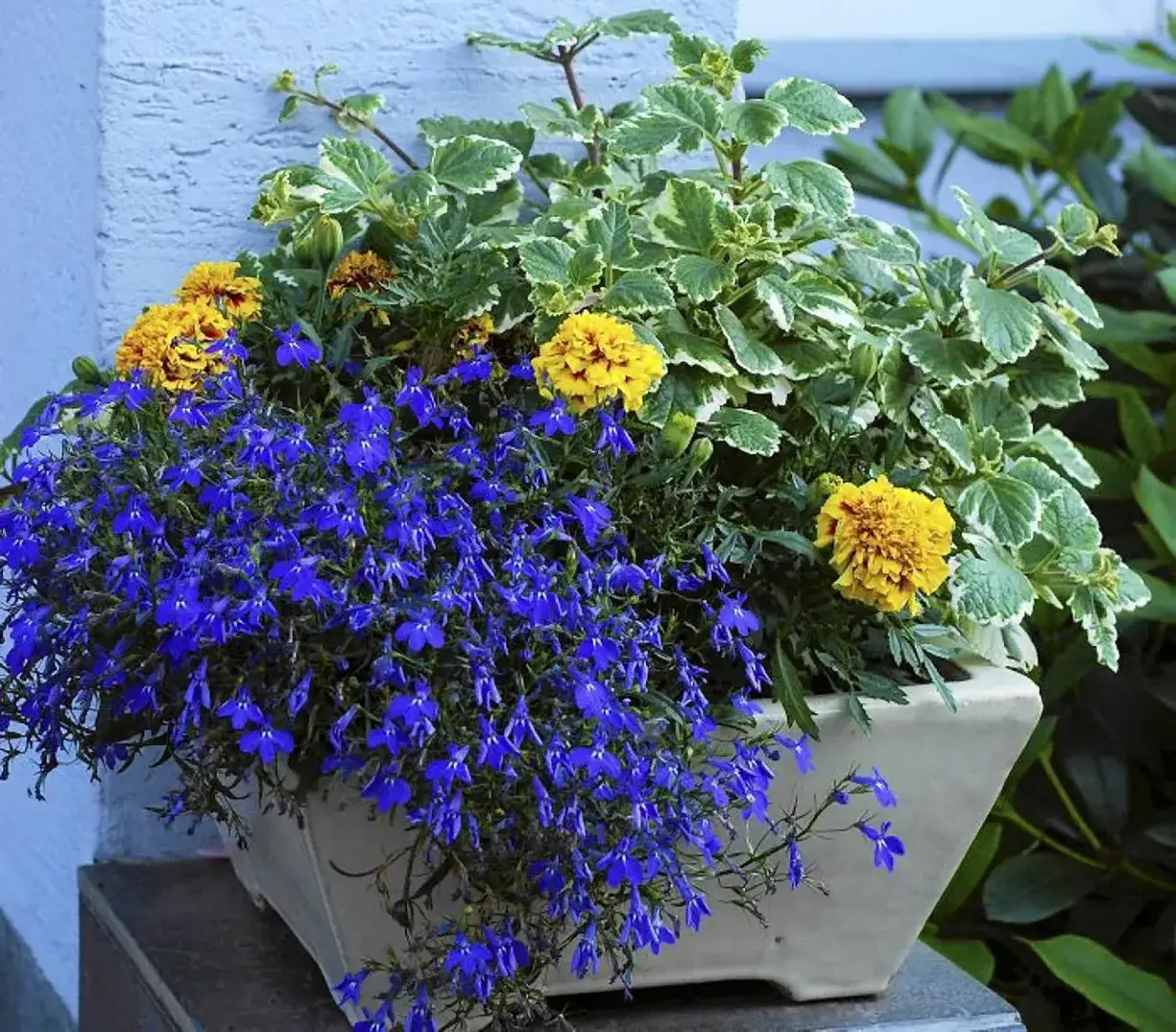 Zdjęcie Kwiaty do kwietnika: Wybierz idealne rośliny do domu i na balkon