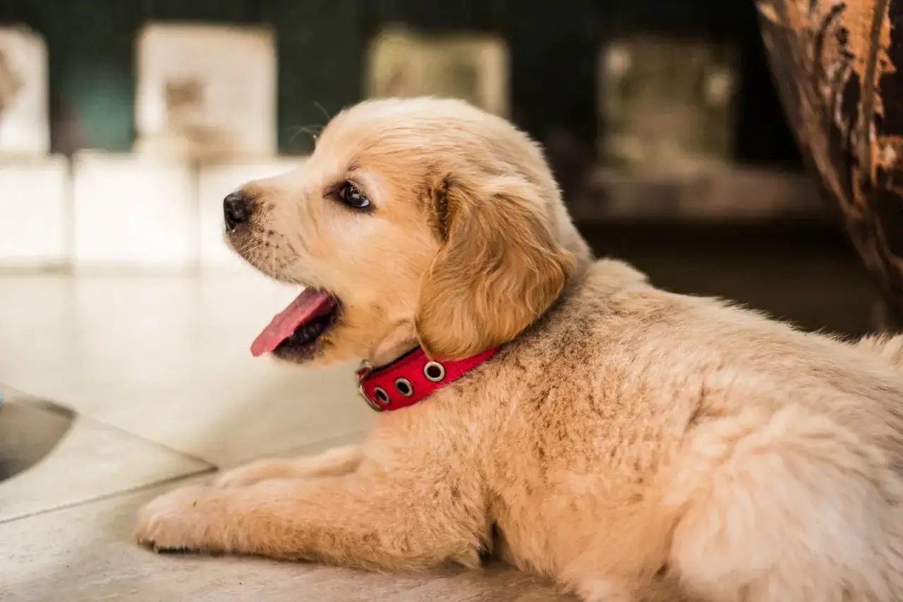 Zdjęcie Adopcja Golden Retrievera w Polsce: Przewodnik krok po kroku