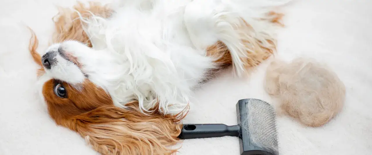 Zdjęcie Kiedy pies gubi sierść? Poznaj przyczyny i sposoby na linienie