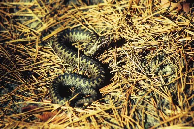 Zdjęcie Jakie zwierzęta żyją w Świętokrzyskim Parku Narodowym? Odkryj bogactwo fauny