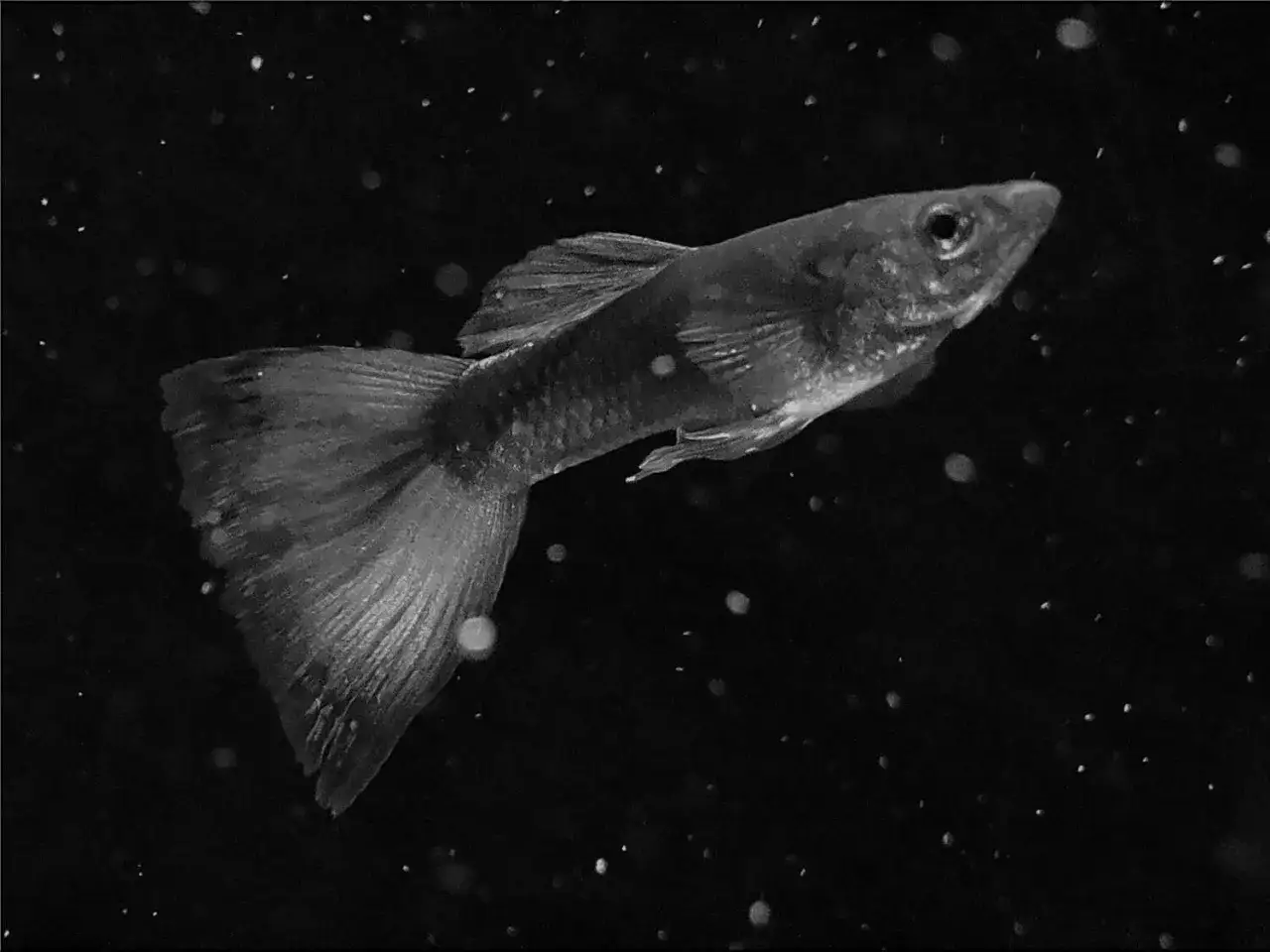 Zdjęcie Czemu gupiki zdychają? Poznaj przyczyny i jak ich uniknąć