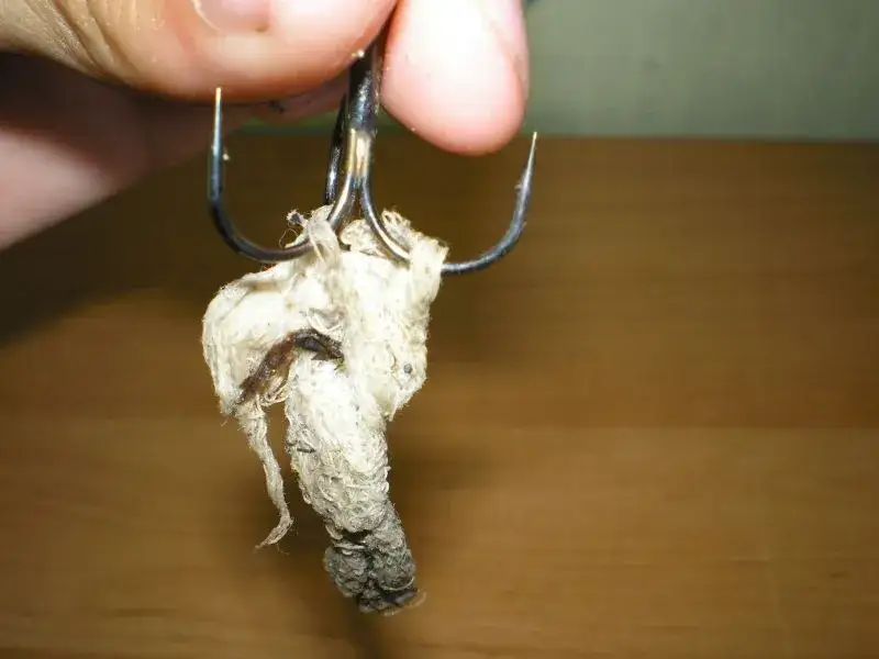 Zdjęcie Jak założyć wątróbkę na haczyk - uniknij najczęstszych błędów