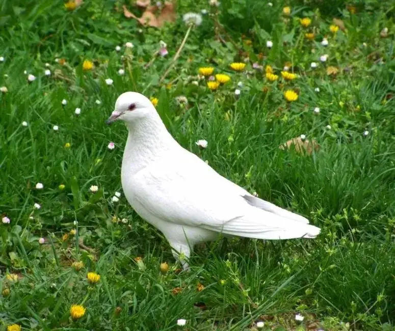 Zdjęcie Jak poprawić szybkość gołębi pocztowych - skuteczne metody i strategie