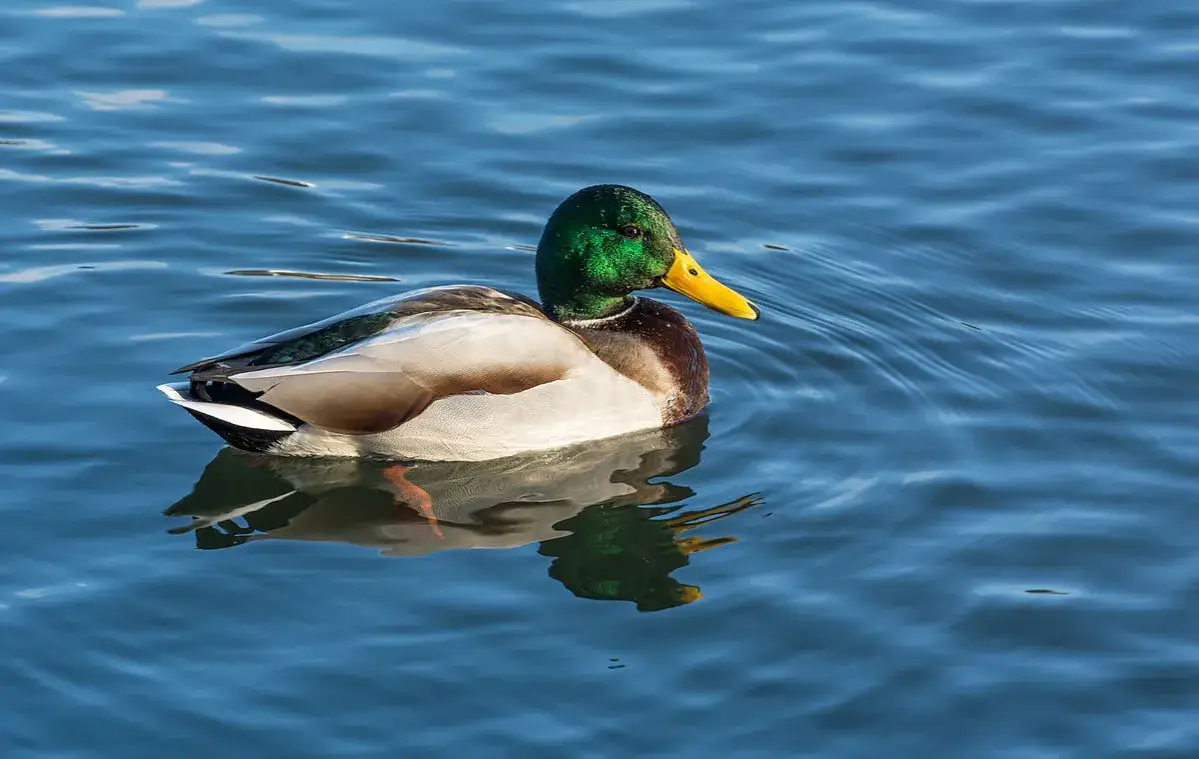 Zdjęcie Kaczka w symbolice: znaczenie i interpretacje kulturowe