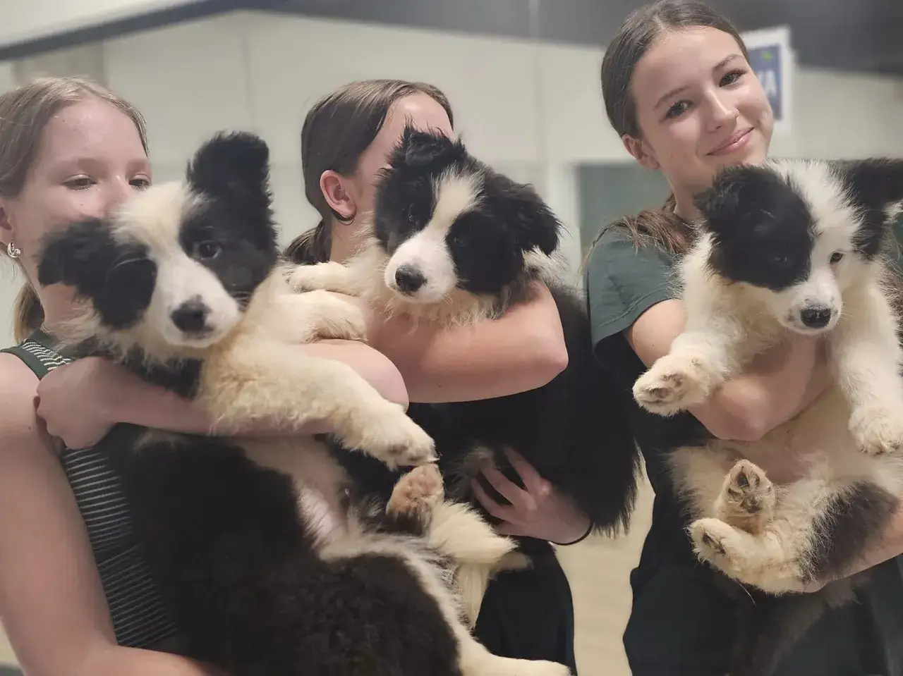 Zdjęcie Kiedy szczeniak border collie zmienia sierść i jak to ułatwić