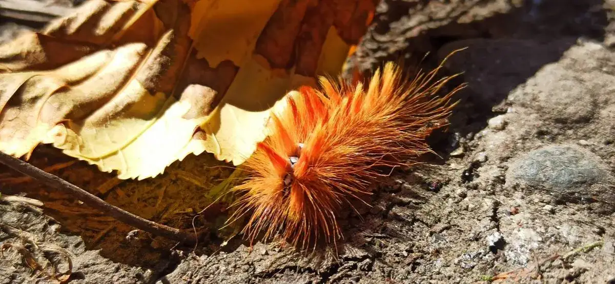Zdjęcie Ćma symbol znaczenie: odkryj tajemnice życia, śmierci i transformacji