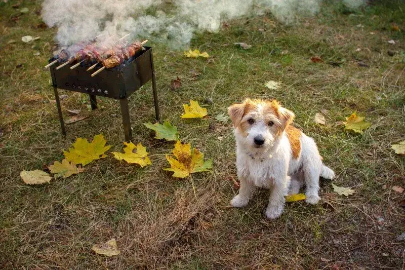 Zdjęcie Czy pies może jeść szynkę? Sprawdź, co może mu zaszkodzić