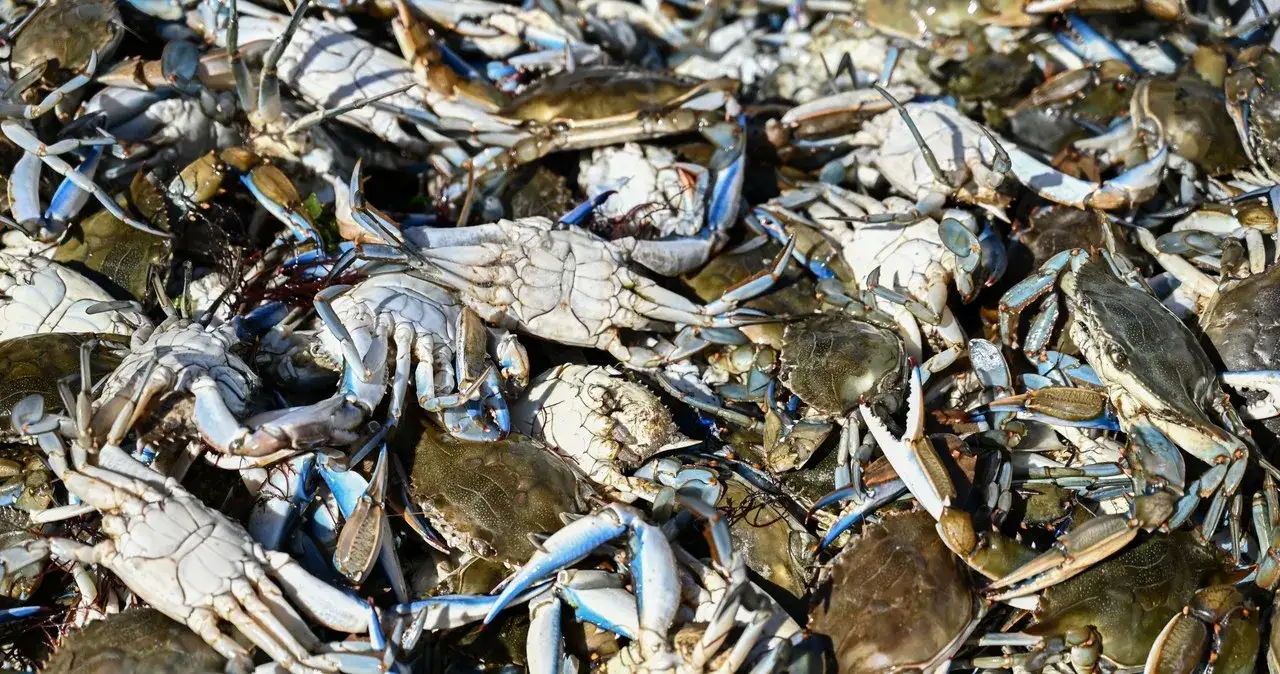 Zdjęcie Jak rozmnażają się skorupiaki? Odkryj fascynujące metody ich rozmnażania